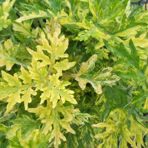 Plant image Artemisia 'Oriental Limelight'; syn. Artemisia vulgaris 'Limelight';Artemisia vulgaris 'Oriental Limelight'