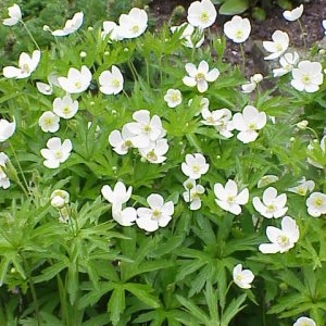 Plant image Anemone sylvestris