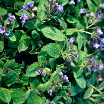 Plant image Pulmonaria angustifolia