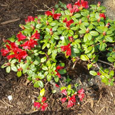 Rhododendron repens 'Bengal'