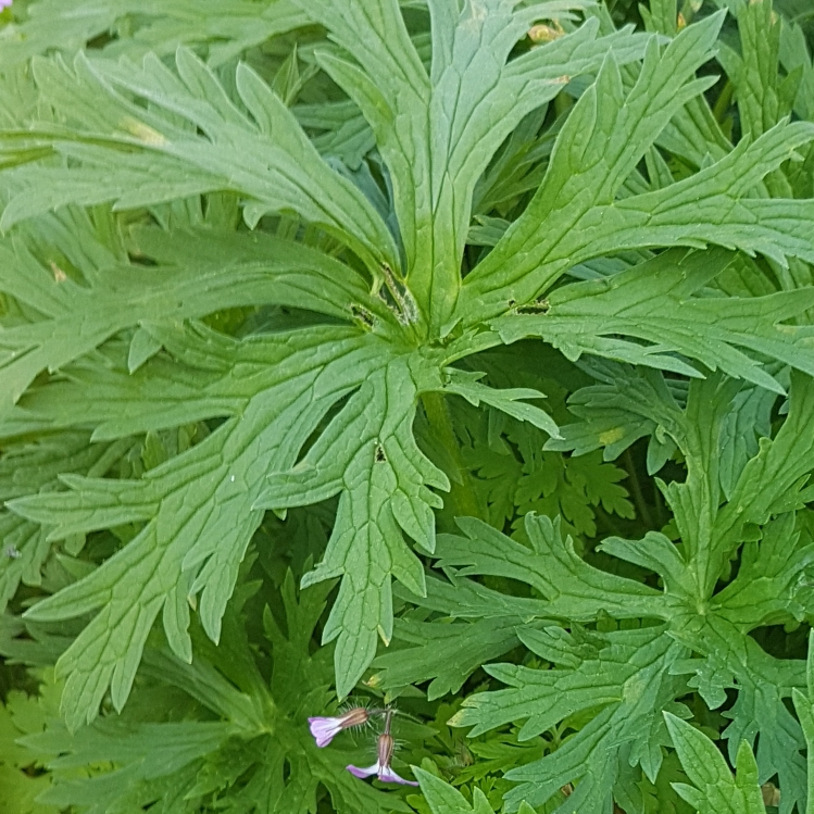 Plant image Geranium x magnificum syn. Geranium magnificum