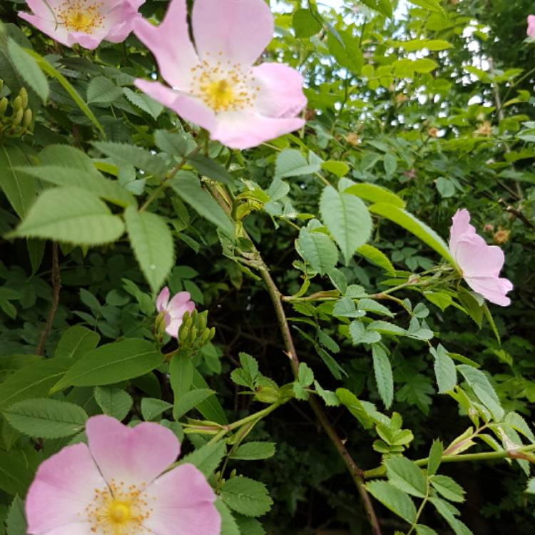 Plant image Rosa acicularis syn. Rosa korsakoviensis, Rosa moscovita, Rosa sichotealinensis, Rosa taquetii