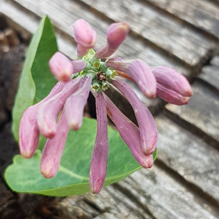 Plant image Lonicera x italica 'Sherlite' syn. Lonicera x italica 'Harlequin', Lonicera periclymenum 'Harlequin'