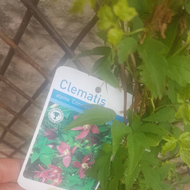 Plant image Clematis alpina 'Constance'