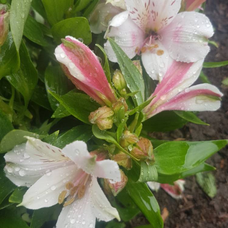 Plant image Alstroemeria 'Tesheartin' (Inticancha Series) syn. Alstroemeria 'Inticancha White Pink Heart'