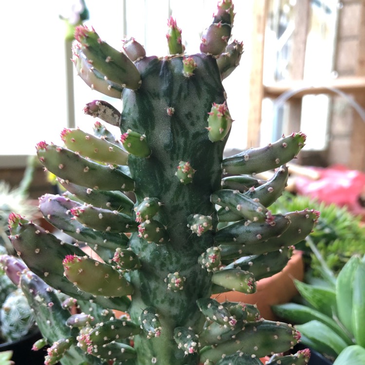 Plant image Opuntia cochenillifera varigata