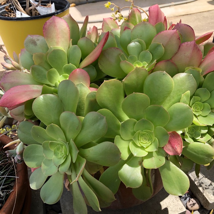 Plant image Echeveria Derosa