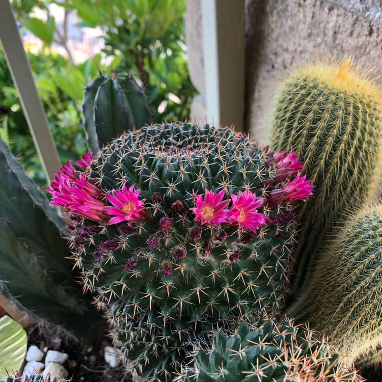 Plant image Mammillaria backebergiana