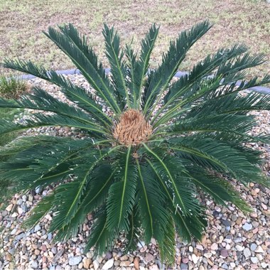 Sago Palm