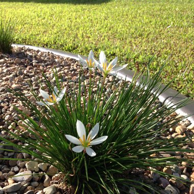 Peruvian Swamp Lily