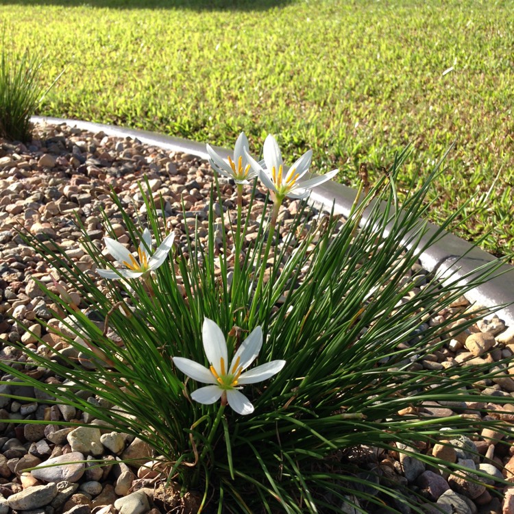 Plant image Zephyranthes candida syn. Argyropsis candida