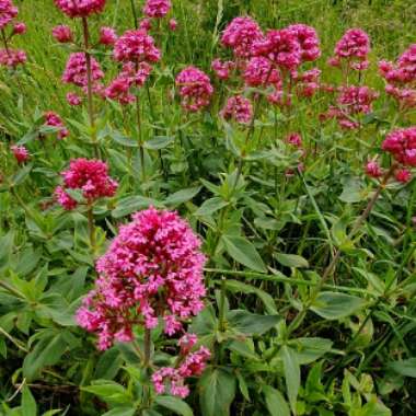 Centranthus ruber