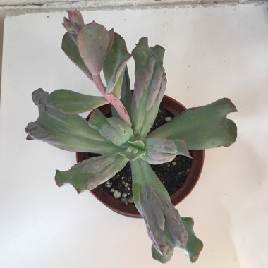 Echeveria Carunkly