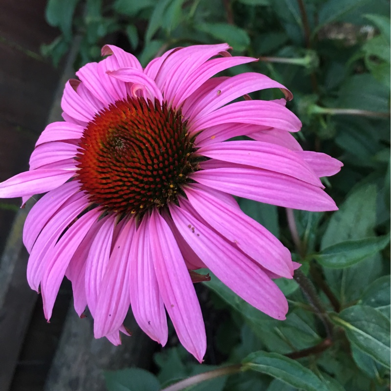 Coneflower 'Bravado'