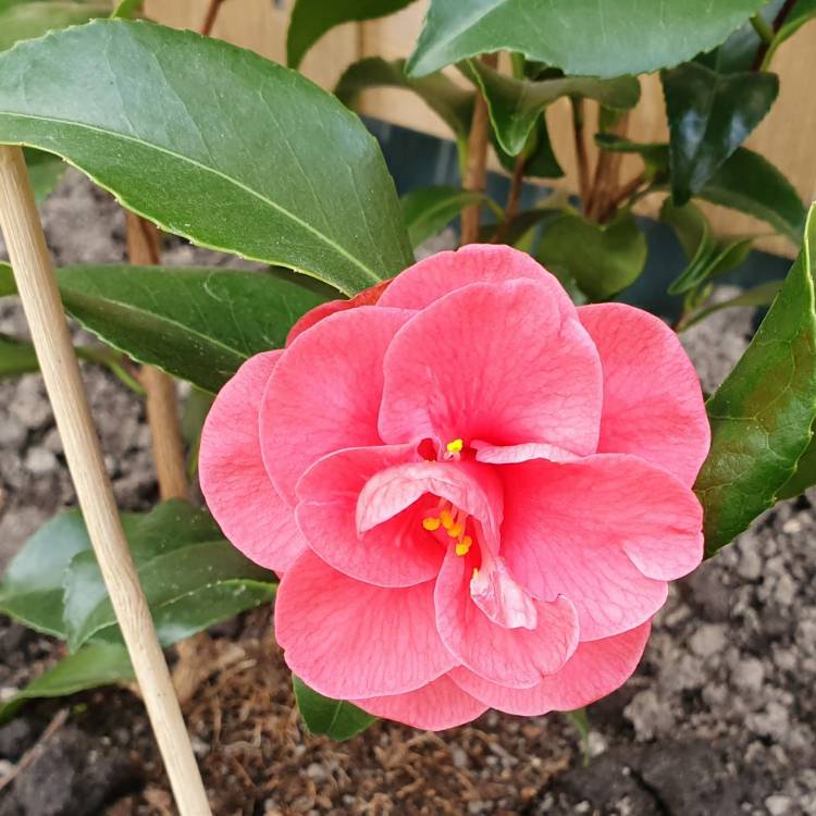 Plant image Camellia Japonica 'Black Tie'