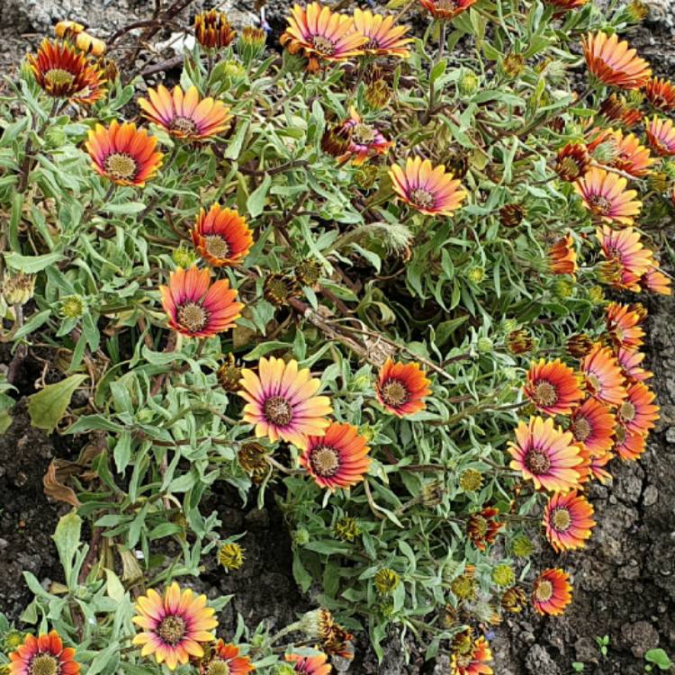 Plant image Helenium autumnale 'Red Jewel'