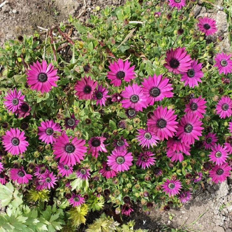 Plant image Osteospermum 'Elite Magenta Fire'