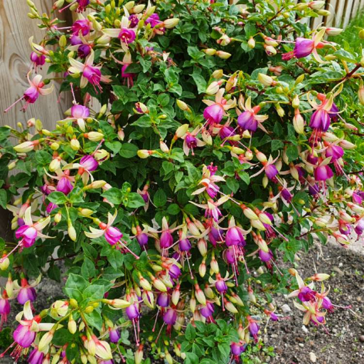 Plant image Fuchsia 'Auntie Jinks'