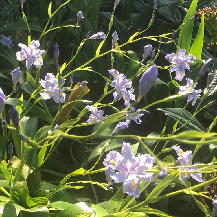 Plant image Iris Japonica