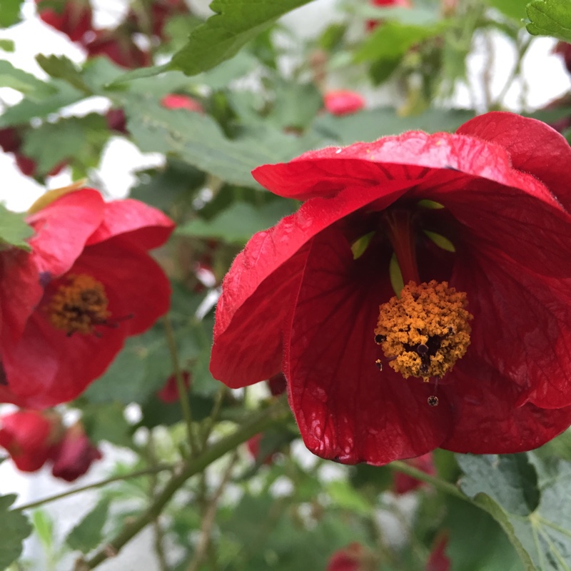 Plant image Abutilon 'Kentish Belle'