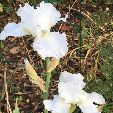 Bearded Iris