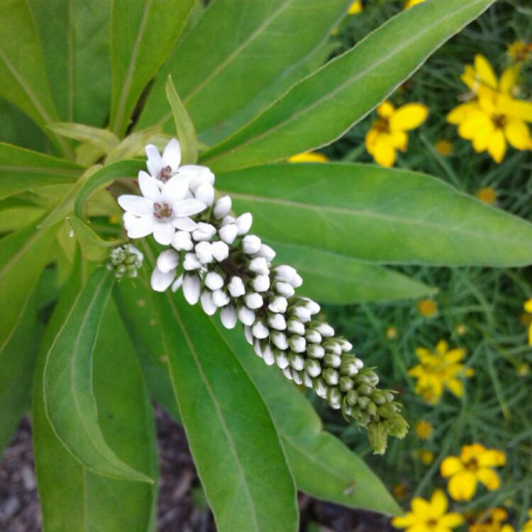 Plant image Lysimachia clethroides