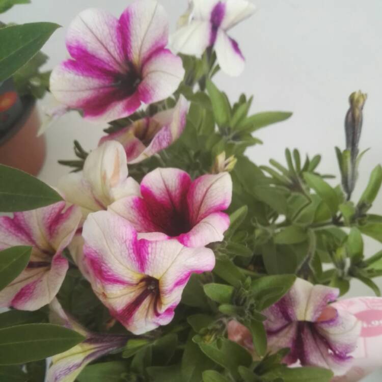 Plant image Petunia 'Wespecrachee' (Crazytunia Series) syn. Petunia 'Cherry Cheesecake'