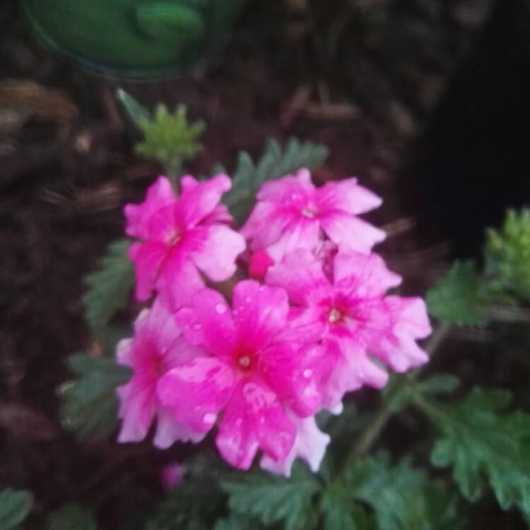 Plant image Verbena 'Lanai™ Upright Rose with Eye'