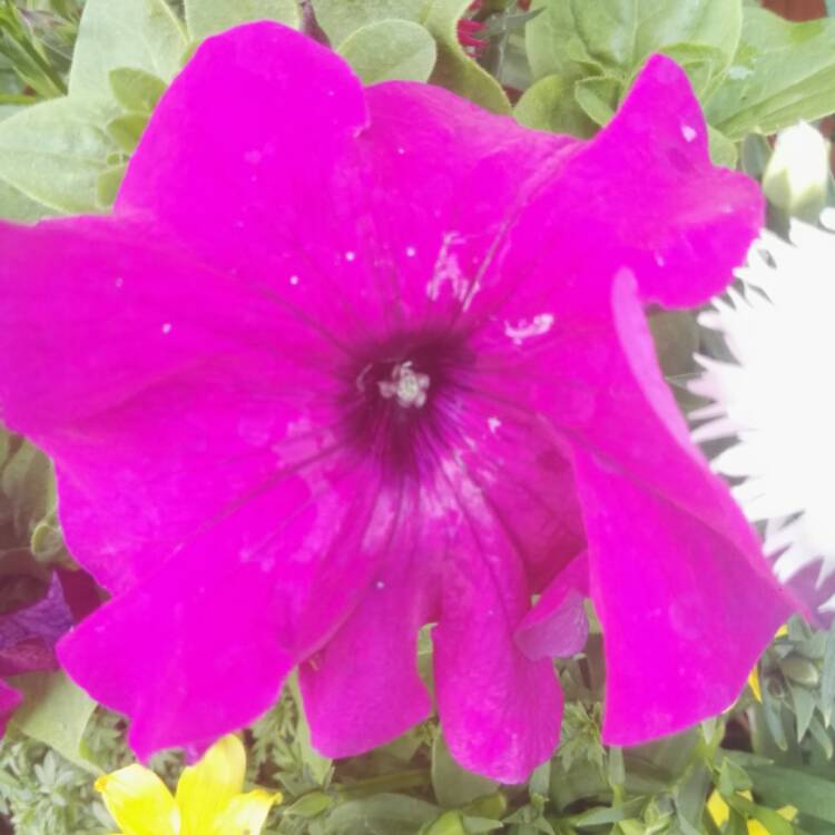 Plant image Petunia