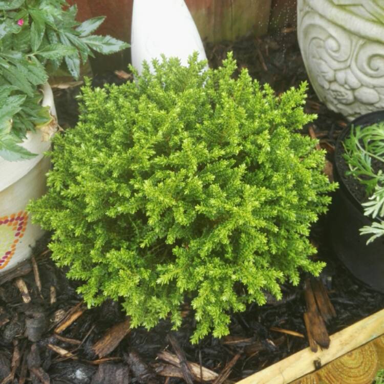 Plant image Hebe 'Emerald Green' syn. Hebe 'Green Globe'