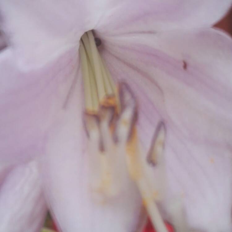 plant image 500865