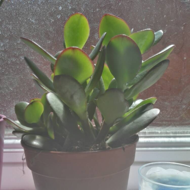 Plant image Crassula portulacea