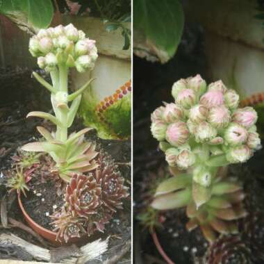 Sempervivum Lilac Time