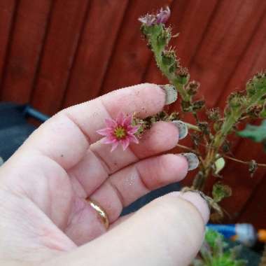 Sempervivum Lilac Time