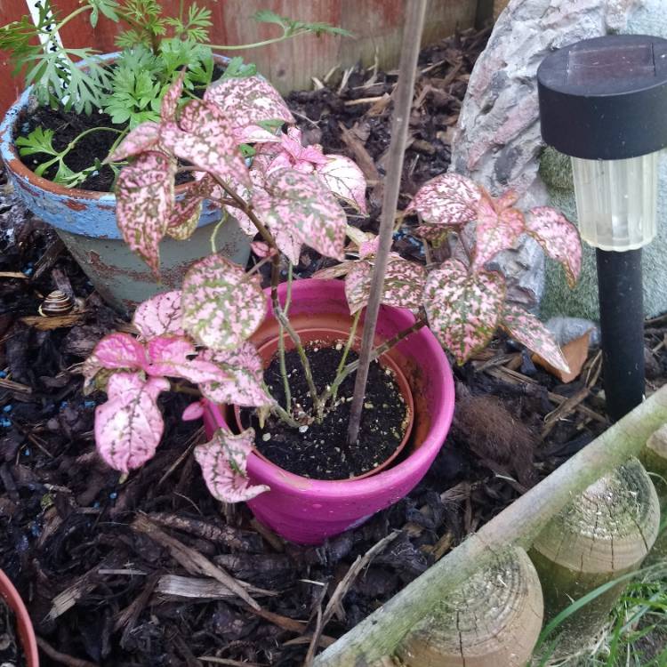 Plant image Hypoestes sanguinolenta 'Triple Splash'