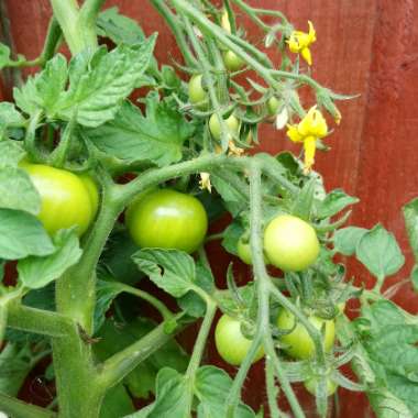 Solanum lycopersicum 'Moneymaker' syn. Solanum lycopersicum 'Money Maker'