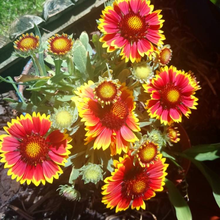 Plant image Gaillardia aristata 'Sunrita'