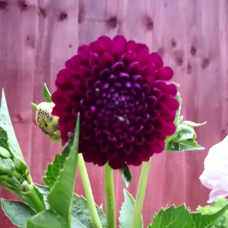 Plant image Dahlia 'Grenadier'