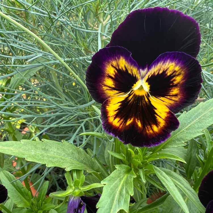 Plant image Viola tricolor 'Heartsease Yellow'