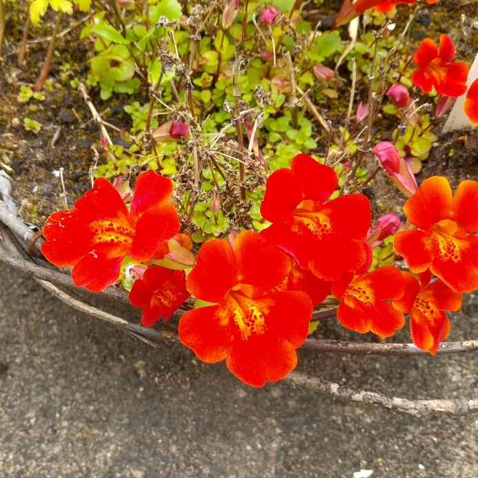 Plant image Mimulus