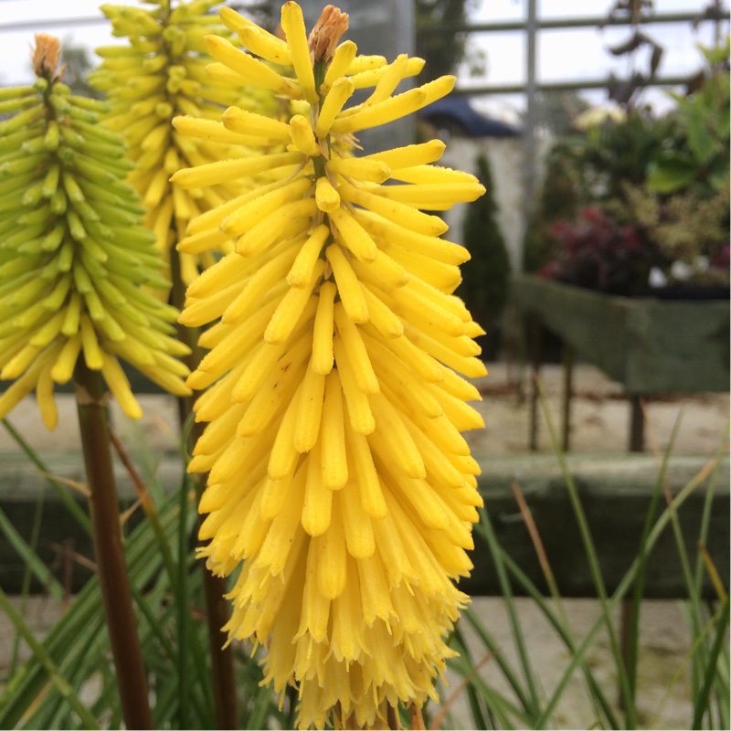 Kniphofia 'Mango Popsicle' (Popsicle Series)