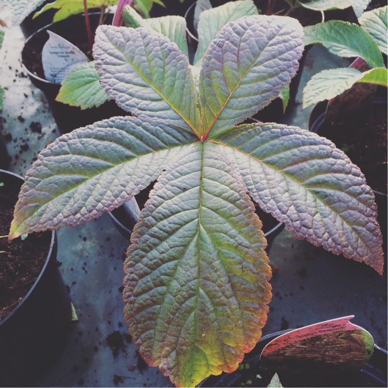 Plant image Rodgersia pinnata 'Superba'