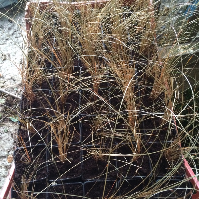 Carex comans 'Bronze form'