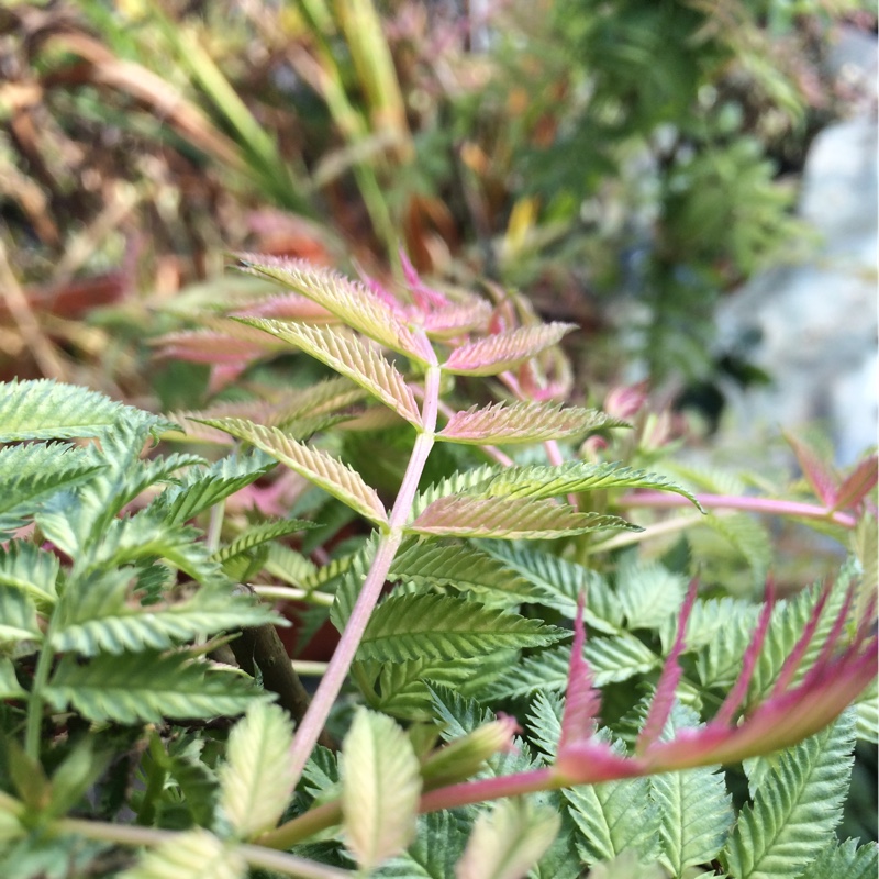 Sorbaria sorbifolia 'Sem'