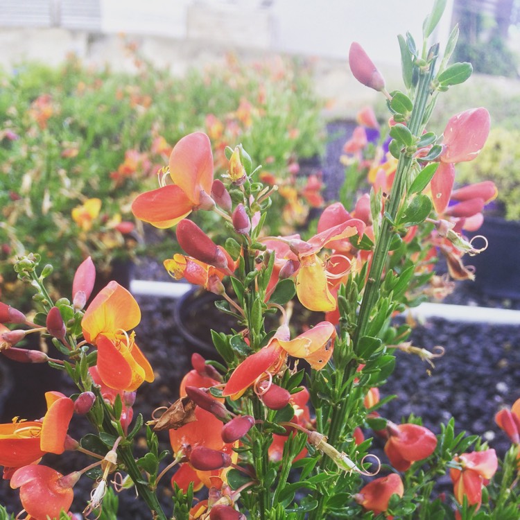 Plant image Cytisus 'Lena'