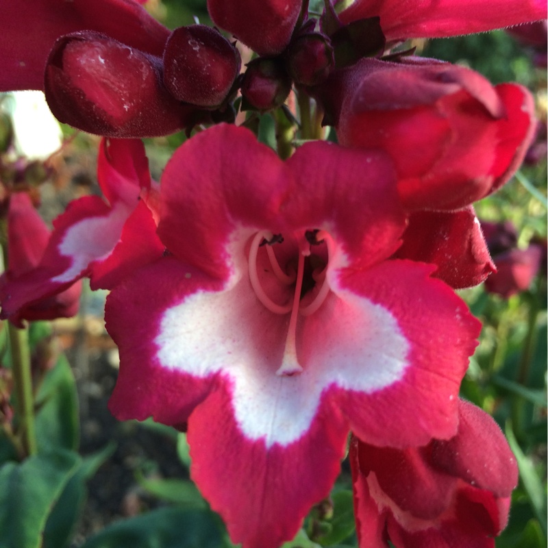 Plant image Penstemon phoenix 'Appleblossom'