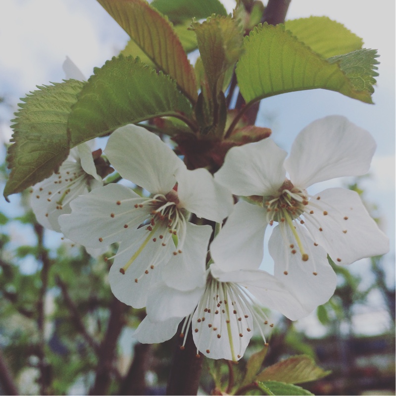 Prunus avium 'Stella'