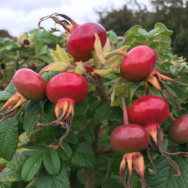 Rosa rugosa var. rubra syn. Rosa rugosa 'Rubra', Rosa rugosa 'Atropurpurea'