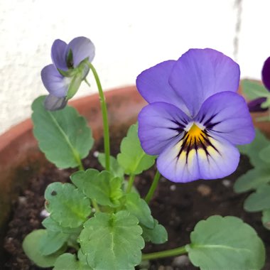 Pansy