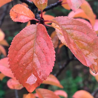 Cherry Tree